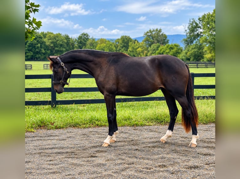 Westfale Stute 2 Jahre 167 cm Dunkelbrauner in Round Hill