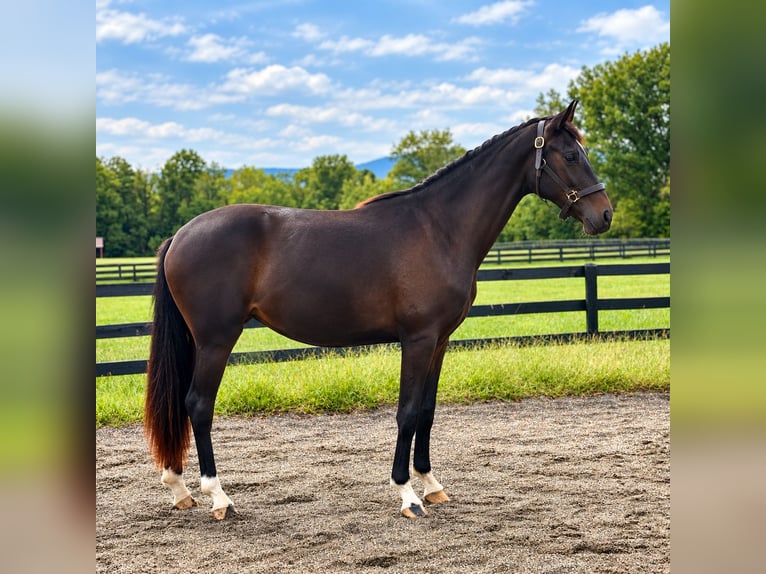 Westfale Stute 2 Jahre 167 cm Dunkelbrauner in Round Hill