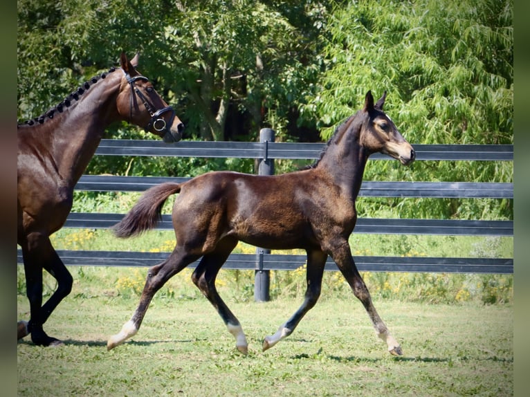 Westfale Stute 2 Jahre 167 cm Dunkelbrauner in Round Hill