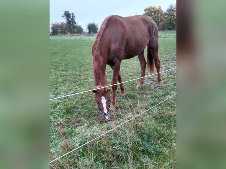Westfale Stute 2 Jahre 167 cm Fuchs in Fr&#xF6;ndenberg