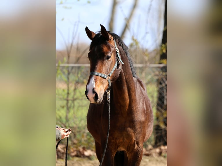 Westfale Stute 2 Jahre 168 cm Brauner in Kutenholz