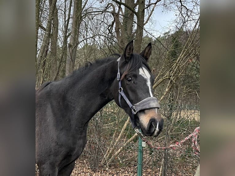 Westfale Stute 2 Jahre 168 cm Dunkelbrauner in Verl