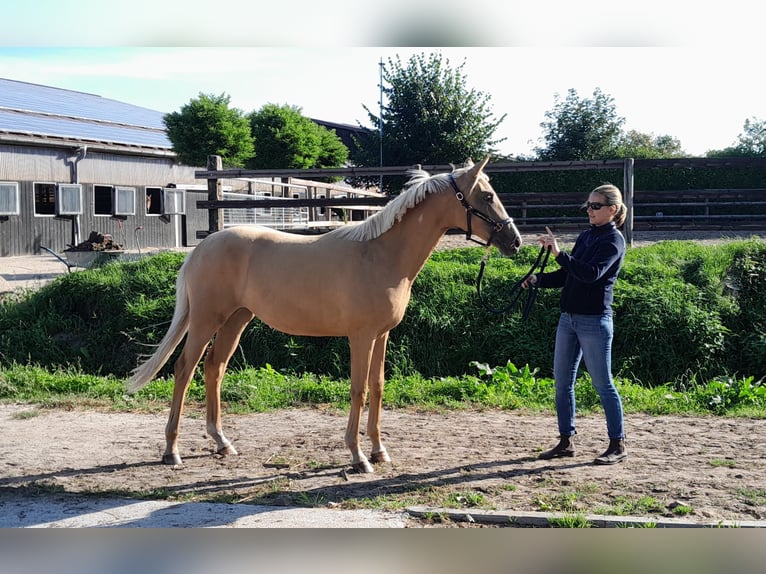 Westfale Stute 2 Jahre 168 cm Palomino in Hamburg