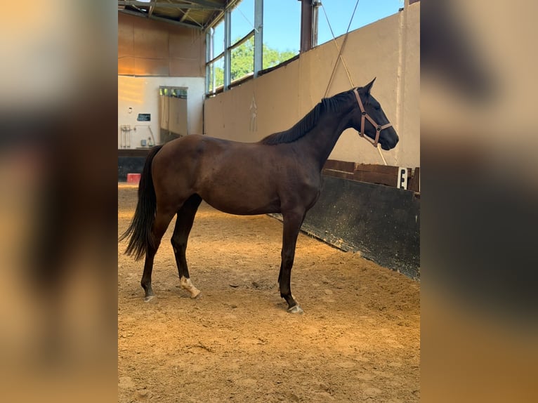 Westfale Stute 2 Jahre 168 cm Rappe in Ottweiler