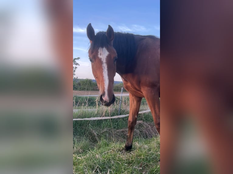 Westfale Stute 2 Jahre 170 cm Brauner in Ritterhude/Bremen
