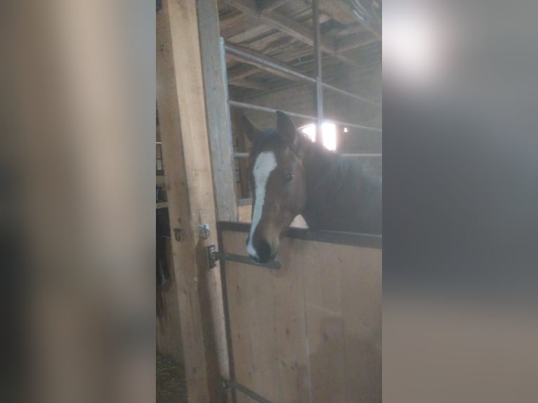 Westfale Stute 2 Jahre 170 cm Brauner in Ritterhude/Bremen