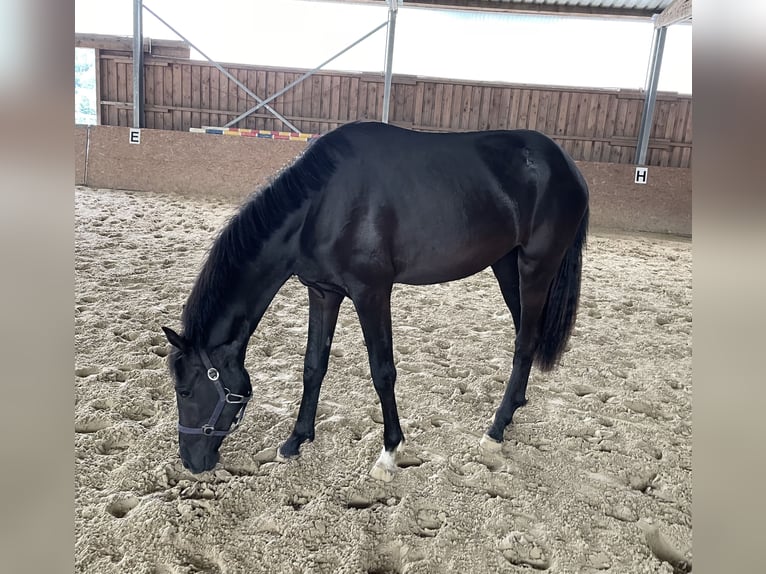 Westfale Stute 2 Jahre 170 cm Schwarzbrauner in Rietberg