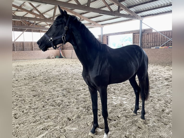 Westfale Stute 2 Jahre 170 cm Schwarzbrauner in Rietberg