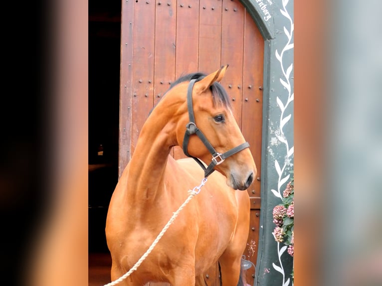 Westfale Stute 2 Jahre 172 cm Brauner in Cappeln (Oldenburg)