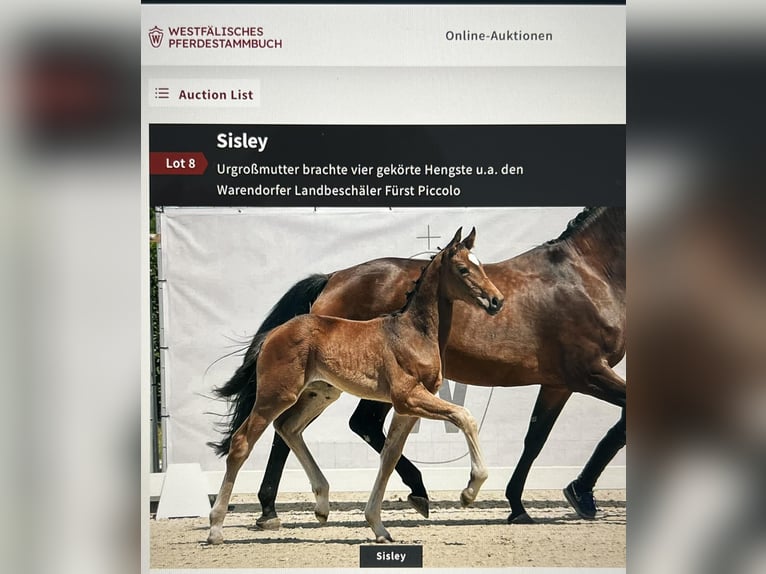 Westfale Stute 2 Jahre 176 cm Brauner in Rheinberg