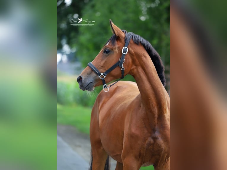 Westfale Stute 2 Jahre Brauner in Neuenkirchen-Vörden