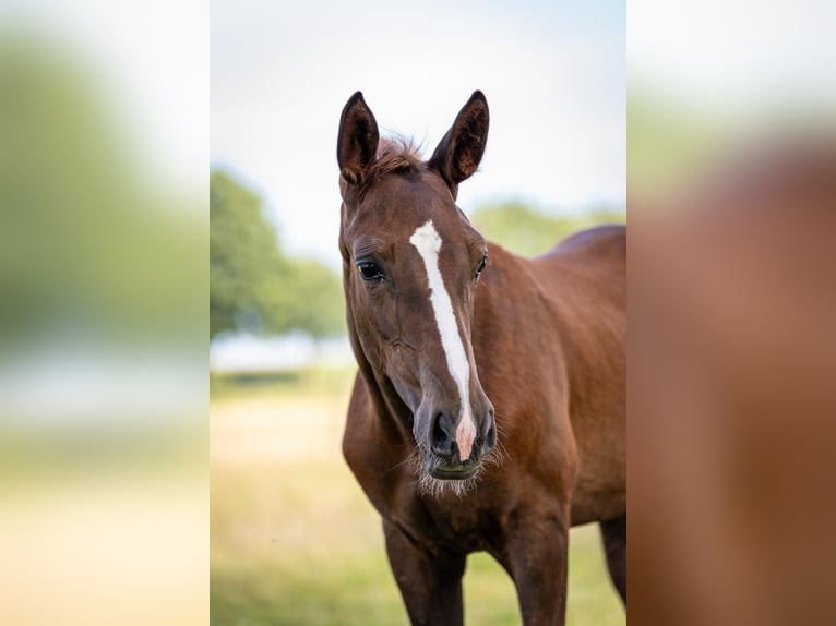 Westfale Stute 2 Jahre Dunkelfuchs in Borken