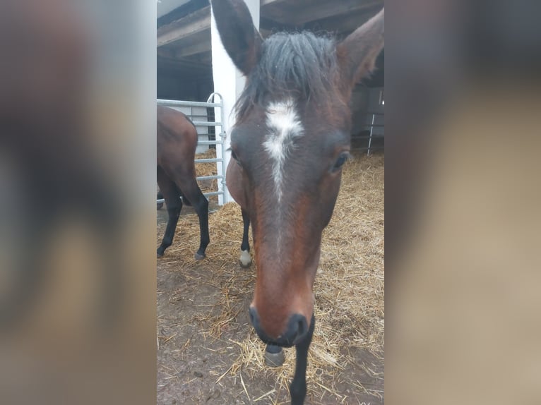 Westfale Stute 2 Jahre Rappe in Hiddenhausen