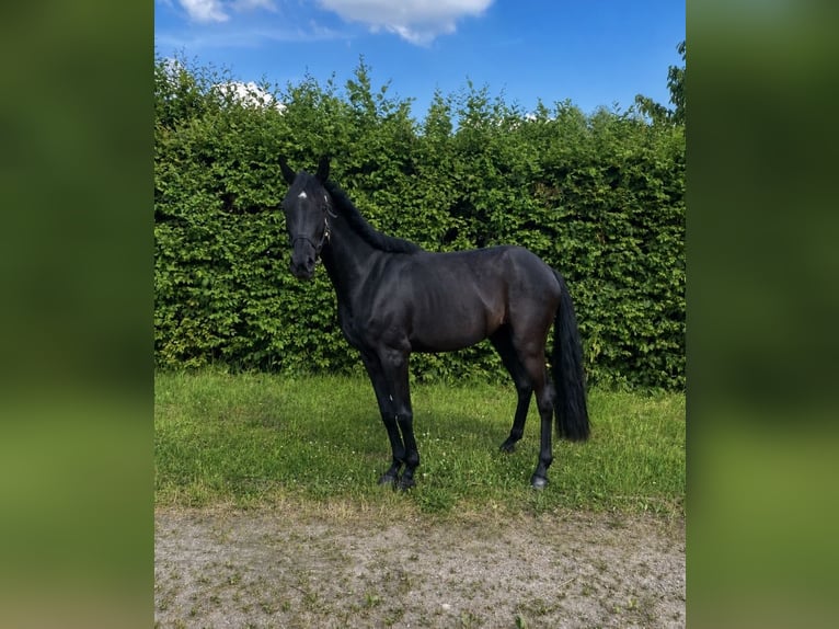 Westfale Stute 3 Jahre 135 cm Rappe in Hamburg-Neuengamme
