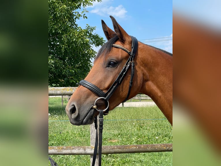 Westfale Stute 3 Jahre 155 cm Brauner in Hochfelden