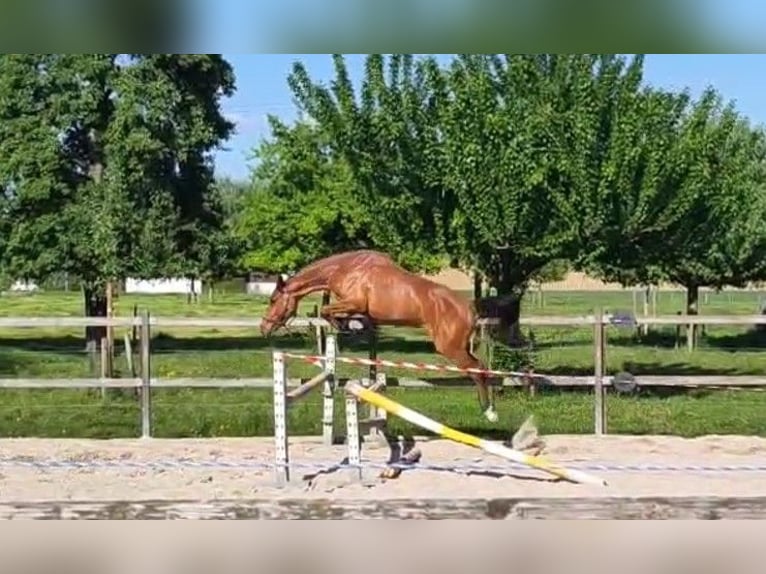 Westfale Stute 3 Jahre 155 cm Brauner in Hochfelden