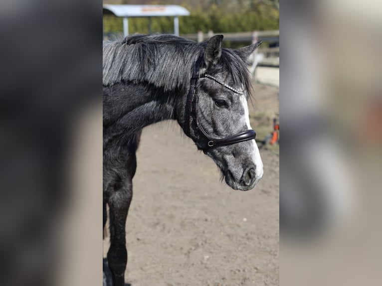 Westfale Stute 3 Jahre 156 cm Apfelschimmel in Hamm