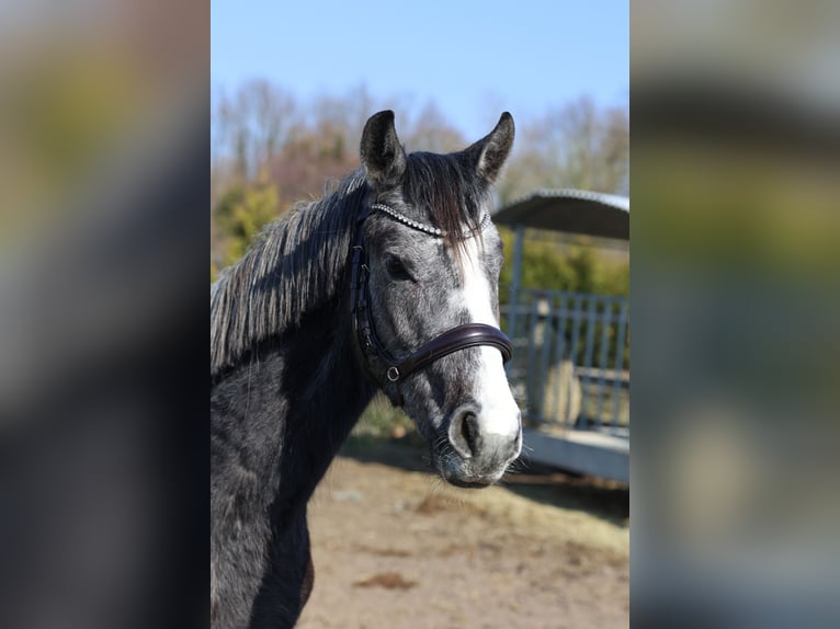 Westfale Stute 3 Jahre 156 cm Apfelschimmel in Hamm