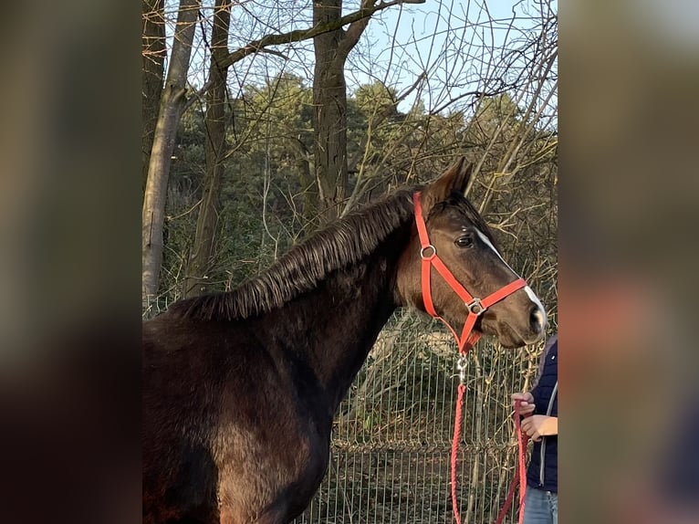 Westfale Stute 3 Jahre 156 cm Rappe in Verl