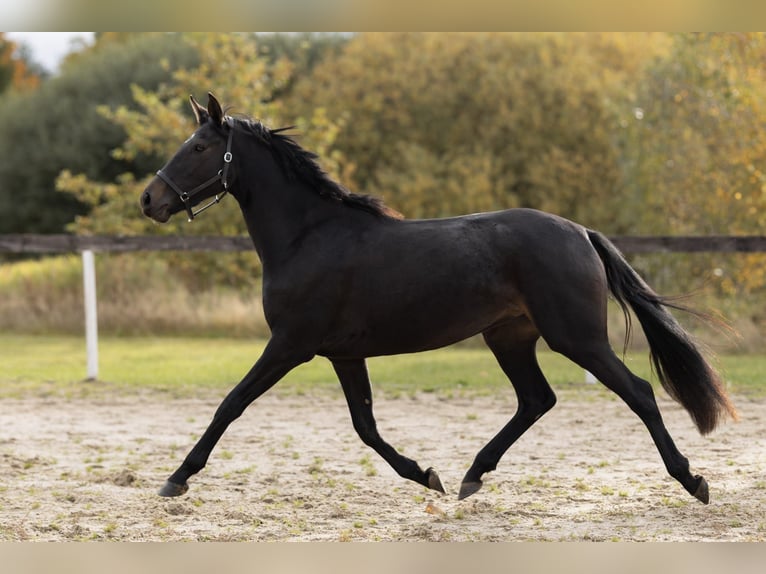 Westfale Stute 3 Jahre 157 cm Dunkelbrauner in Cheb