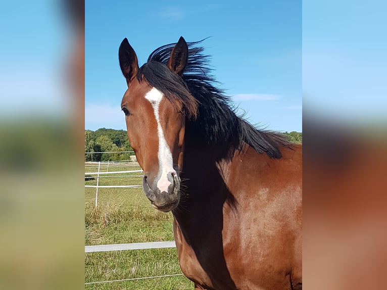 Westfale Stute 3 Jahre 158 cm Brauner in Holzerode