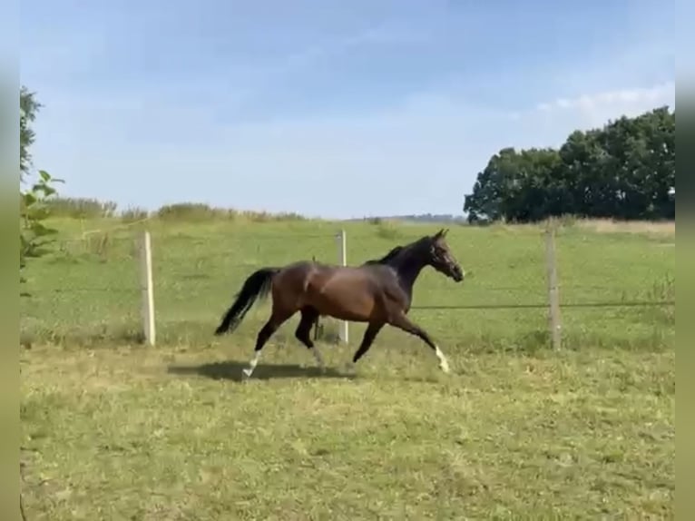 Westfale Stute 3 Jahre 158 cm Brauner in Bautzen