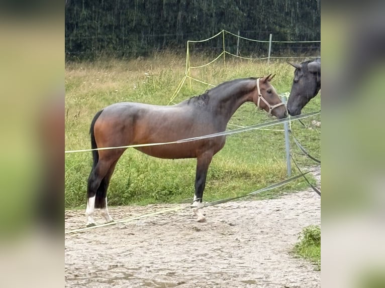 Westfale Stute 3 Jahre 158 cm Brauner in Bautzen