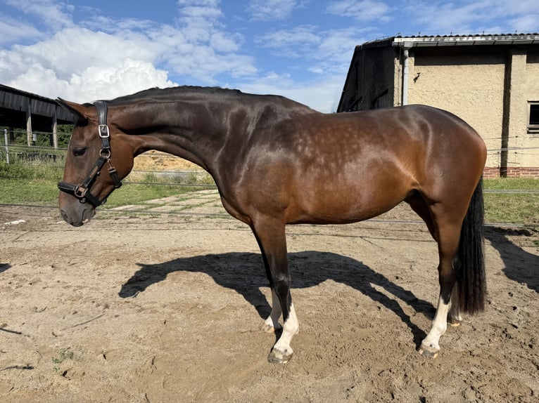 Westfale Stute 3 Jahre 158 cm Brauner in Bautzen