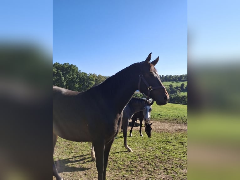 Westfale Stute 3 Jahre 159 cm Brauner in Wenden
