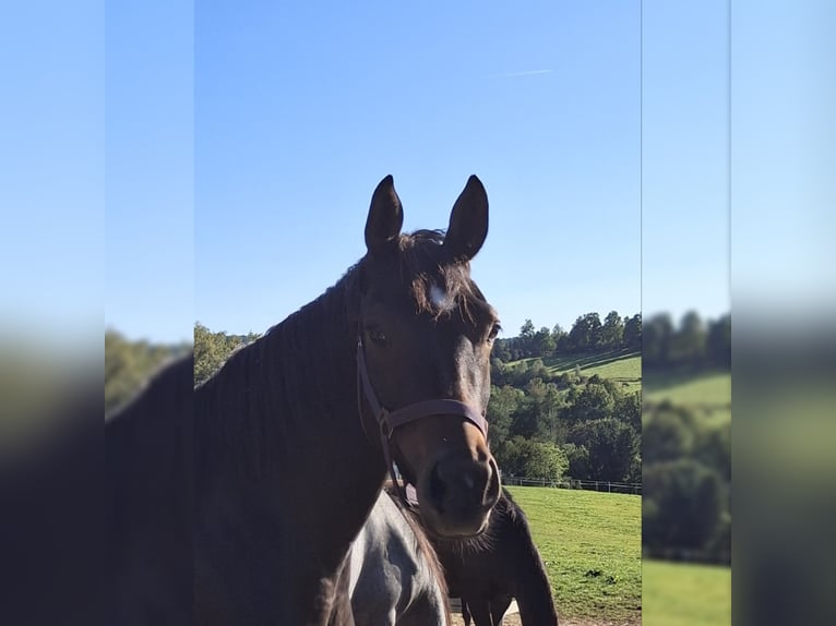Westfale Stute 3 Jahre 159 cm Brauner in Wenden