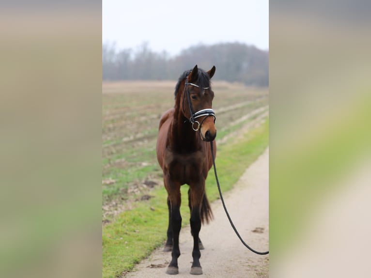 Westfale Stute 3 Jahre 160 cm Brauner in Zieuwent