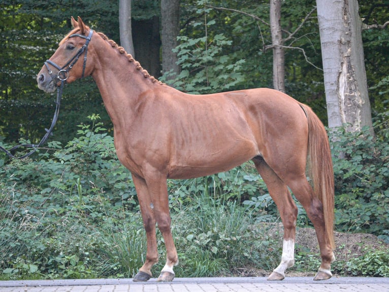 Westfale Stute 3 Jahre 160 cm Fuchs in Osnabr&#xFC;ckOsnabr&#xFC;ck
