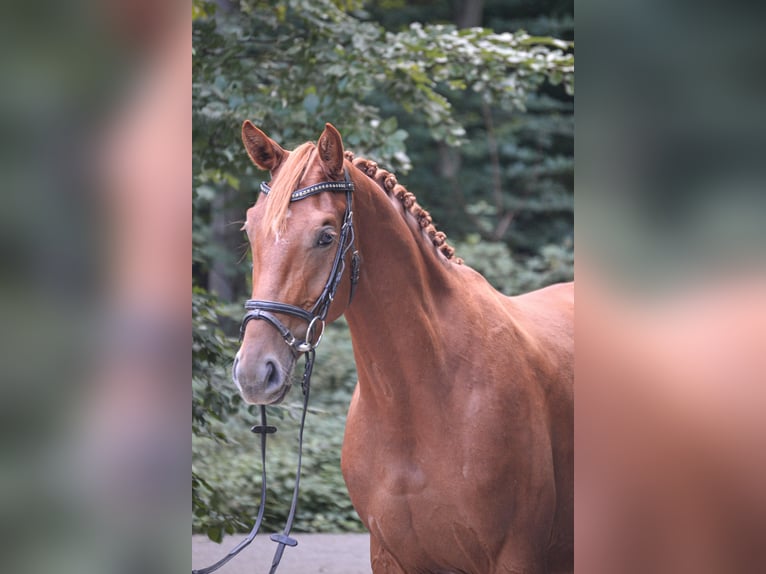 Westfale Stute 3 Jahre 160 cm Fuchs in Osnabr&#xFC;ckOsnabr&#xFC;ck