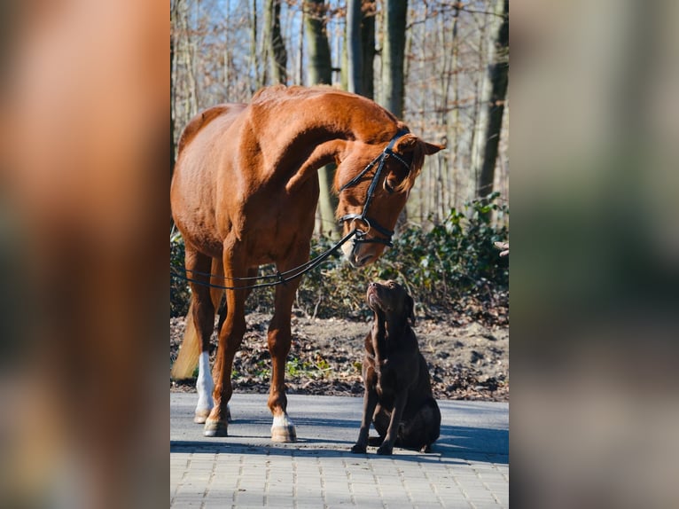 Westfale Stute 3 Jahre 160 cm Fuchs in Osnabr&#xFC;ckOsnabr&#xFC;ck