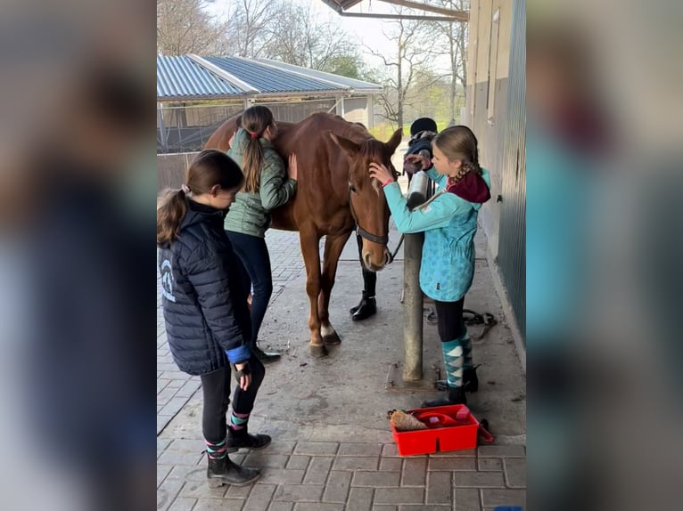 Westfale Stute 3 Jahre 160 cm Fuchs in Osnabr&#xFC;ckOsnabr&#xFC;ck