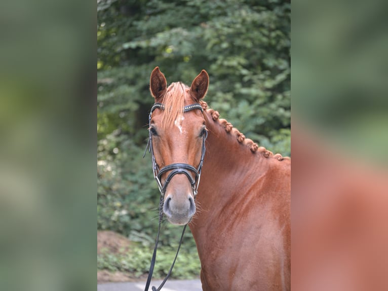 Westfale Stute 3 Jahre 160 cm Fuchs in Osnabr&#xFC;ckOsnabr&#xFC;ck