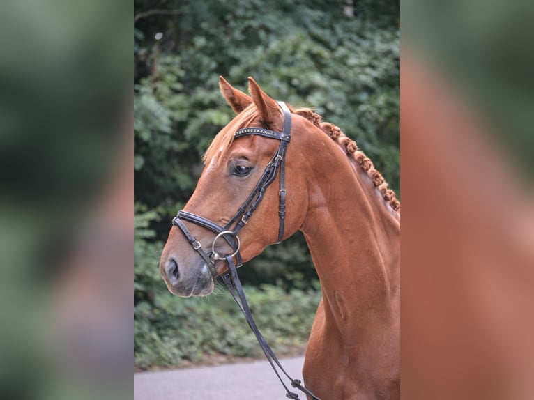 Westfale Stute 3 Jahre 160 cm Fuchs in Osnabr&#xFC;ckOsnabr&#xFC;ck