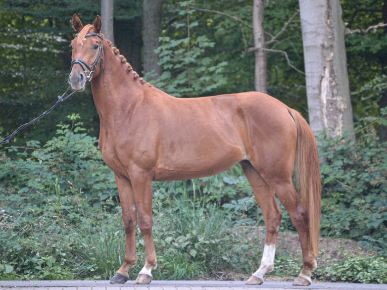 Westfale Stute 3 Jahre 160 cm Fuchs in Osnabr&#xFC;ckOsnabr&#xFC;ck