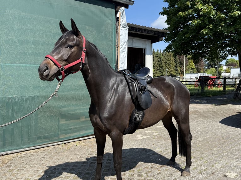 Westfale Stute 3 Jahre 160 cm Rappe in Bad Lippspringe