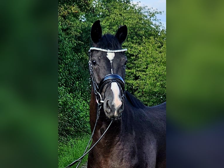 Westfale Stute 3 Jahre 160 cm Rappe in Ruppichteroth