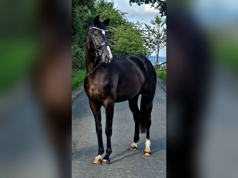 Westfale Stute 3 Jahre 160 cm Rappe in Ruppichteroth