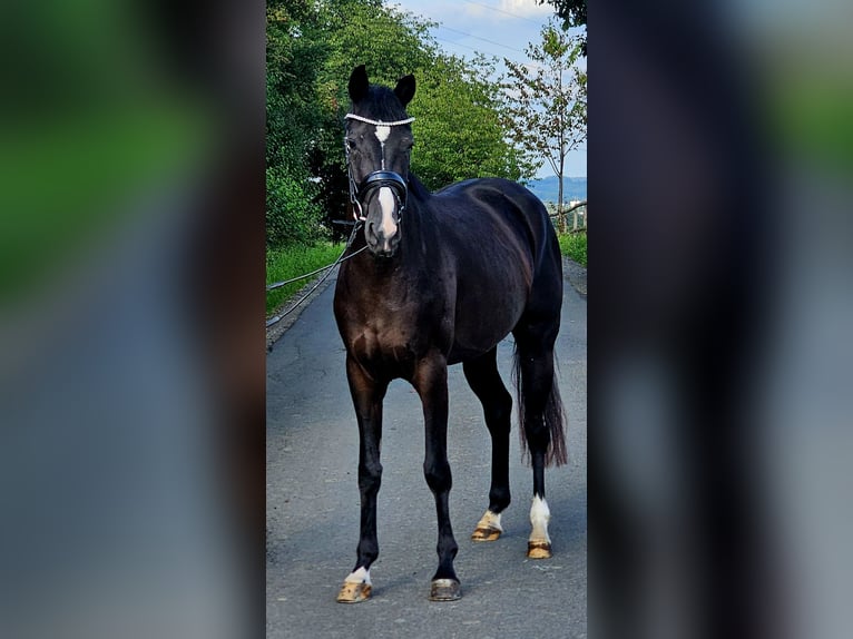 Westfale Stute 3 Jahre 160 cm Rappe in Ruppichteroth