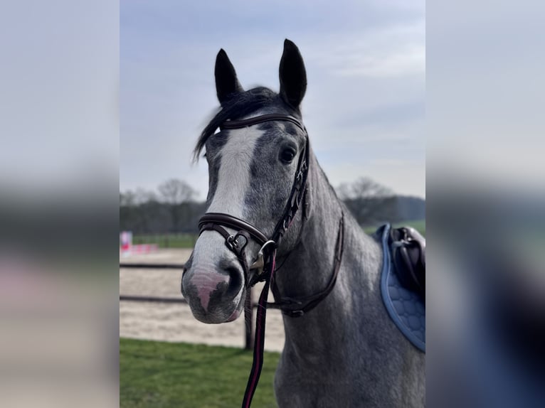 Westfale Stute 3 Jahre 160 cm Schimmel in Hünxe