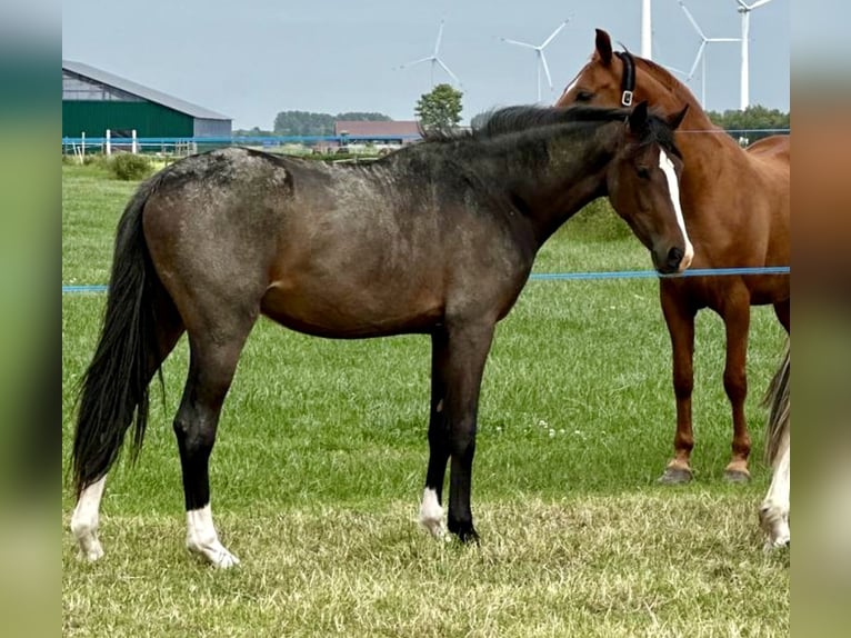 Westfale Stute 3 Jahre 160 cm Schwarzbrauner in Münster