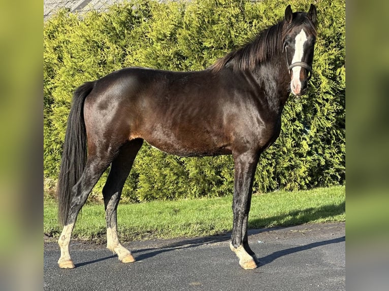 Westfale Stute 3 Jahre 160 cm Schwarzbrauner in Münster