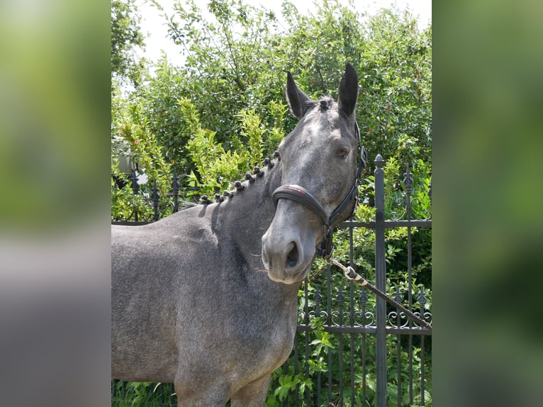 Westfale Stute 3 Jahre 160 cm in Dorsten