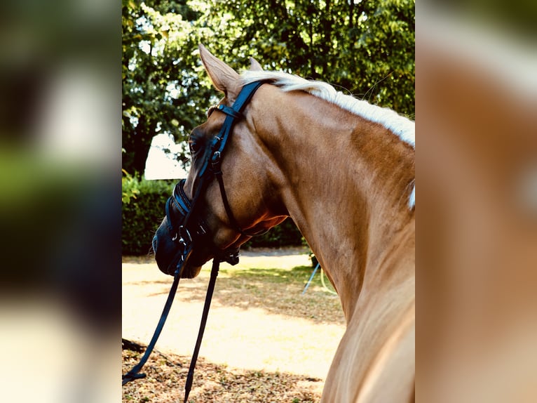 Westfale Stute 3 Jahre 161 cm Palomino in Wesel