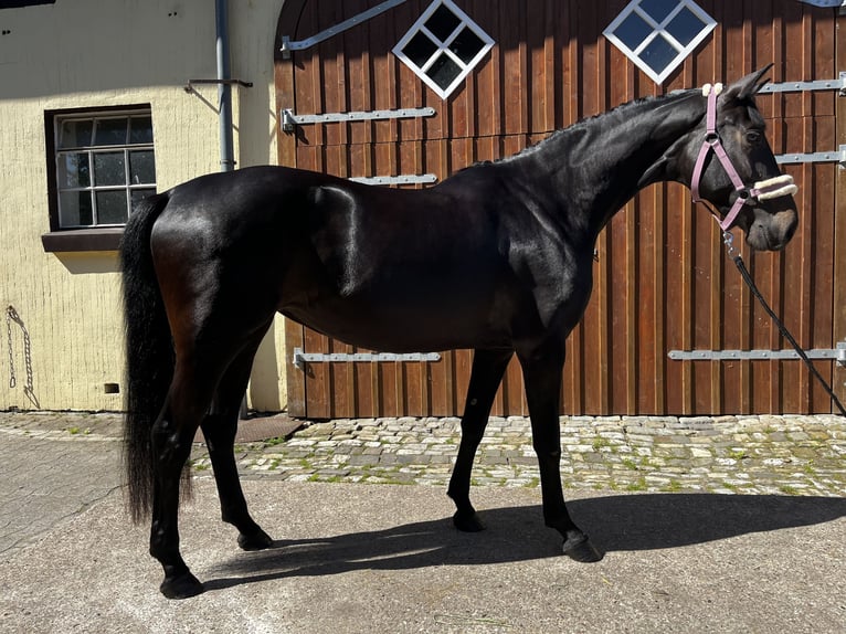 Westfale Stute 3 Jahre 161 cm Schwarzbrauner in Harsewinkel