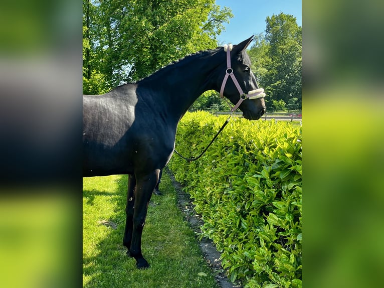 Westfale Stute 3 Jahre 161 cm Schwarzbrauner in Harsewinkel