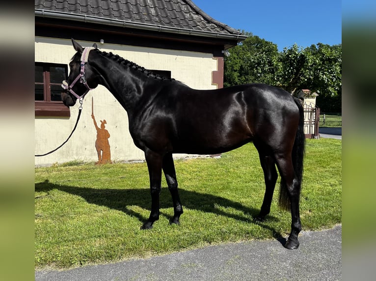 Westfale Stute 3 Jahre 161 cm Schwarzbrauner in Harsewinkel